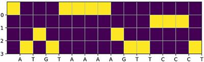 NCNet: Deep Learning Network Models for Predicting Function of Non-coding DNA